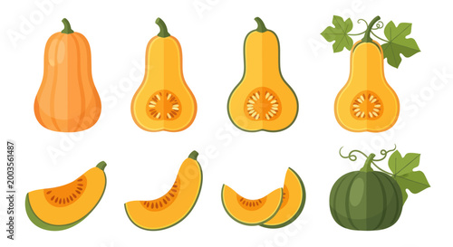 Cuadro en lienzo Butternut squash illustration set on white