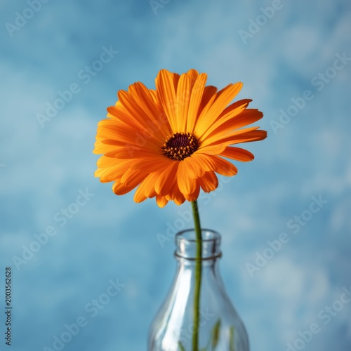 Orange Flower in a Clear Glass Bottle Against a Blue Background