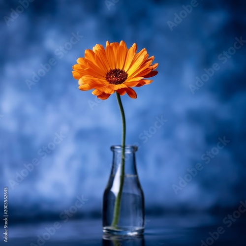 Bright Orange Flower in a Clear Glass Vase on a Blue Background