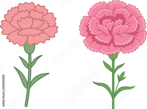 Illustration of pink carnation flowers with detailed layered petals and green stems, representing ornamental garden plants in a clean vector style.