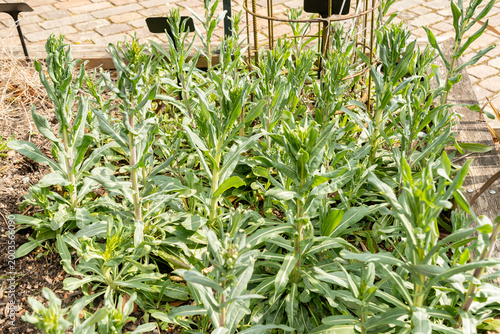 Woad or Isatis Tinctoria plant in Zurich in Switzerland 3.4.2026