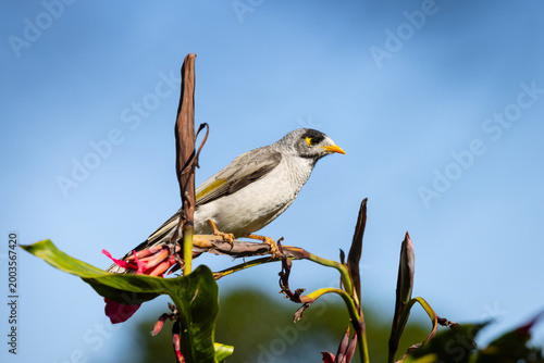 Tablou pe pânză Portrait of an Australian noisy minor bird honeyeater (Manorina melanocephala) perched on a flower on a blue sky sunny day