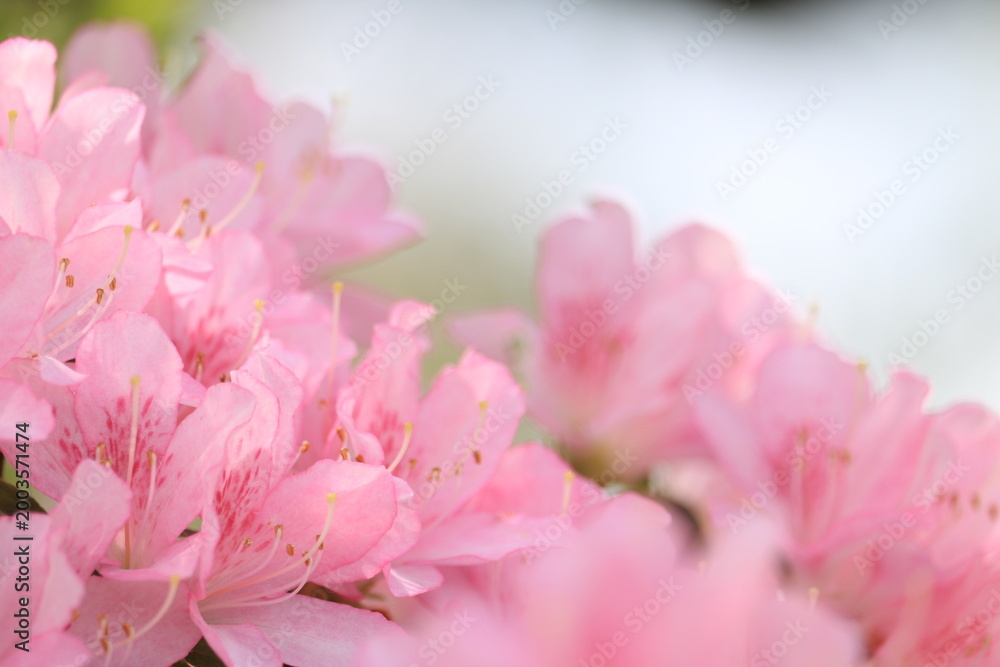 Fototapeta premium ツツジ, 自然, 花, ５月, ４月, 庭園, 庭, 花びら, 満開, 美しい, フローラル, 葉, 明るい, 植物, 咲く、屋外、園芸