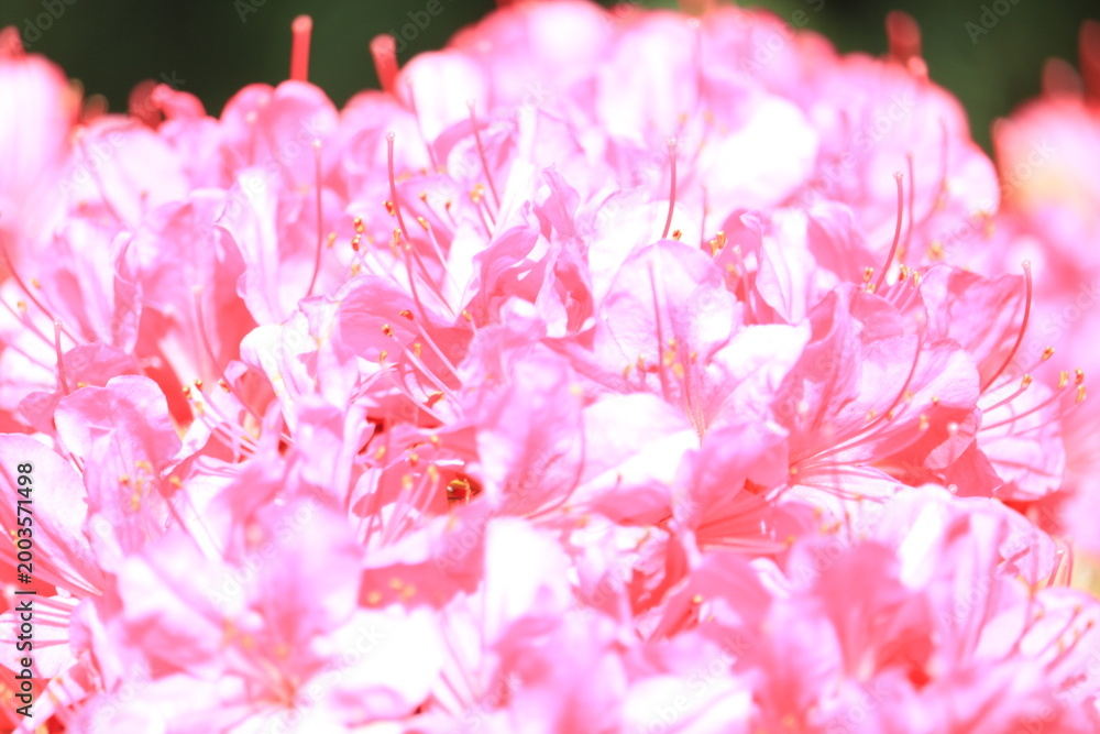 Obraz premium ツツジ, 自然, 花, ５月, ４月, 庭園, 庭, 花びら, 満開, 美しい, フローラル, 葉, 明るい, 植物, 咲く、屋外、園芸