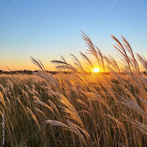Golden Grass Sways in the Breeze at Sunset in Open Field Near the Horizon