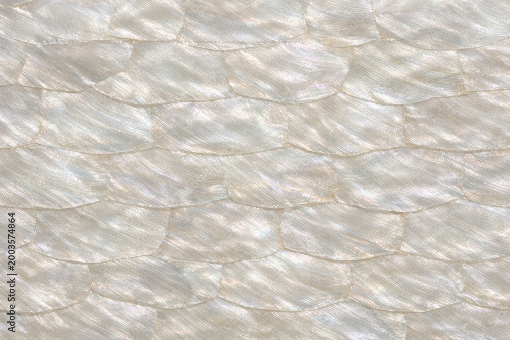 Fototapeta premium Mother of Pearl Shell Texture Seamless Pattern. Close-up nacre shell surface detail. Iridescent organic material design. Realistic pearl shell texture background. Detailed glossy macro close-up. 