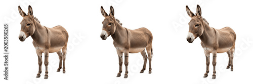 Bild auf Leinwand Set and collection of brown donkey animal standing isolated on white transparent