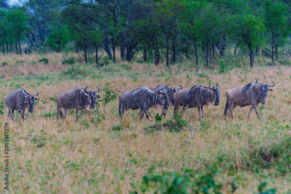 Obraz premium Line of Wildebeest or Connochaetes taurinus herd migrating across Serengeti landscape during rainy period in Tanzania.