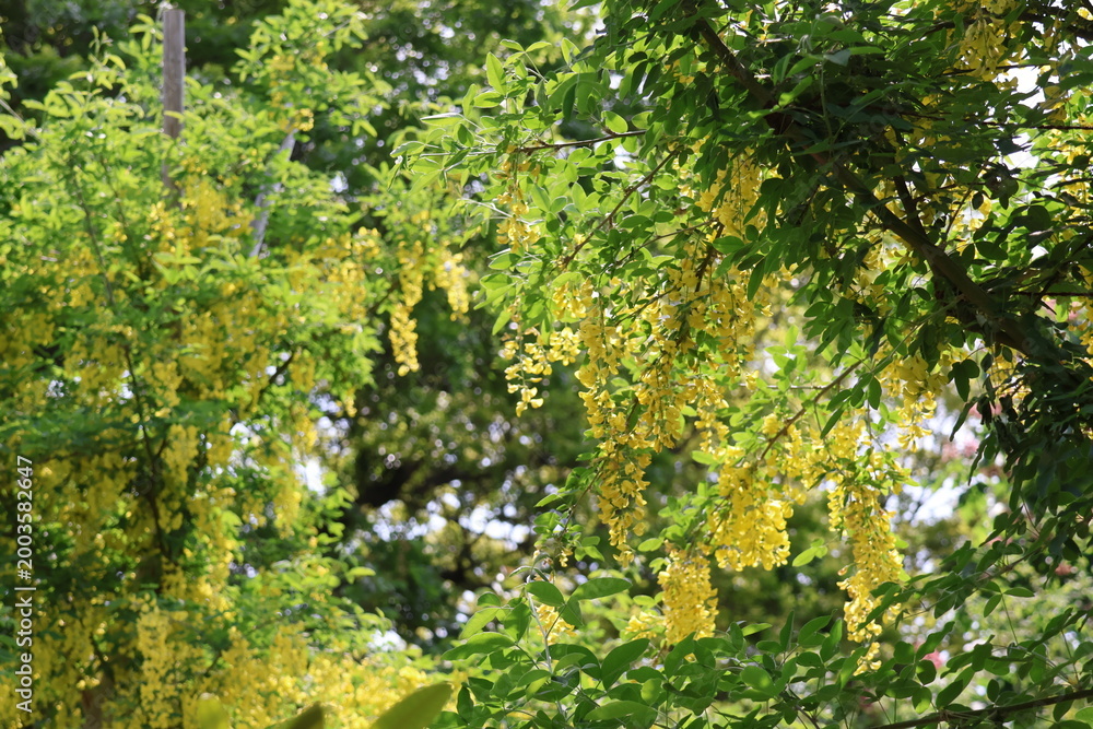 Fototapeta premium yellow wisteria flowers