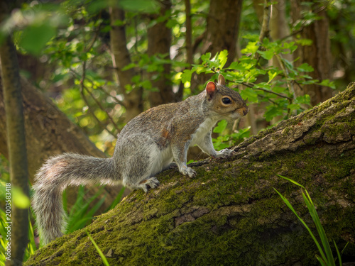 Bild auf Leinwand Local squirrel