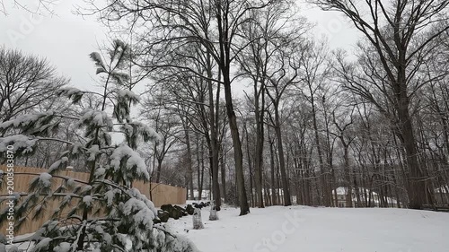 trees and backyard covered with snow after the snow storm in February
