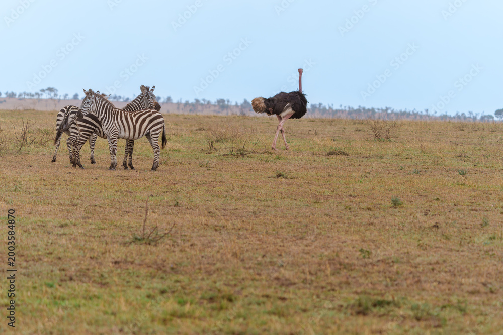 Fototapeta premium Two zebra together and an ostrich walking away on Serengeti Plains