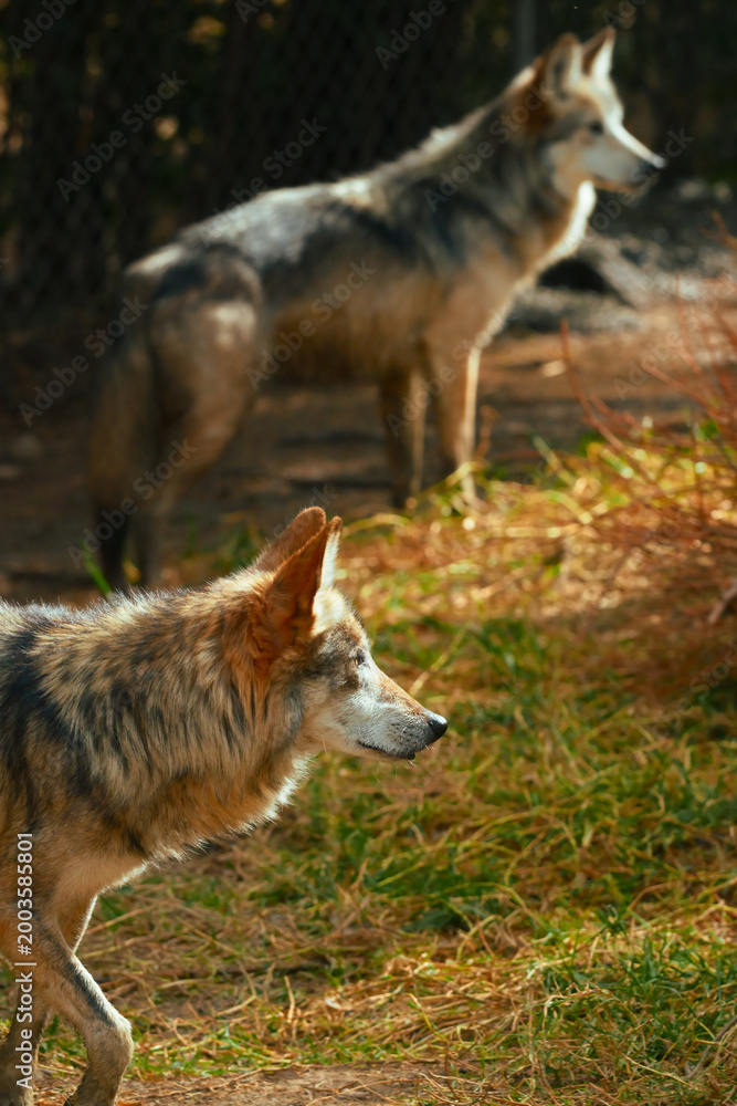 Fototapeta premium Mexican wolf in profile foreground with companion in blurred background