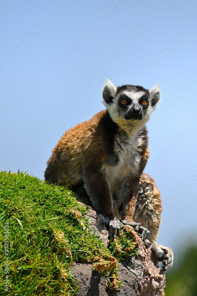 Fototapeta premium Ring-tailed lemur on top of a rock covered in green moss