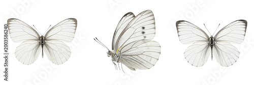 Canvas Print Set and collection of white butterfly isolated on white transparent png backgrou