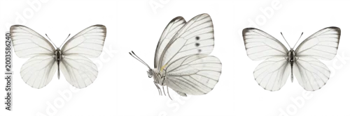 Fototapeta Set and collection of white butterfly isolated on white transparent png background