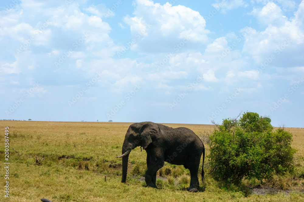 Fototapeta premium African savannah elephant (Loxodonta africana), the largest living land mammal roaming the African plains here with small tusks.