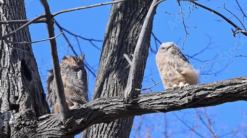 A fledgling Great Horned Owl with adult parent on tree limb on a windy day.