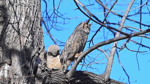 St. Anthony Park, Minnesota. Silverwood park. A fledgling Great Horned Owl with adult parent on tree limb preening on a windy day.