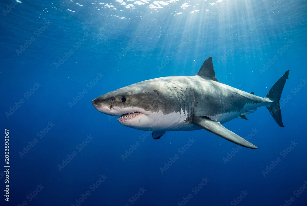 Fototapeta premium Great white shark swimming through deep blue unblemished ocean waters illuminated by sunlight