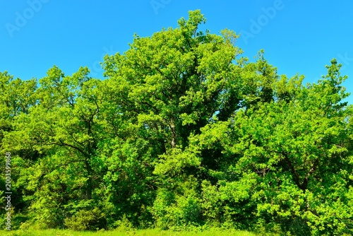 Photos Canopy of deciduous, broadleaf downy oak (Quercus pubescens) trees at Guljanov D