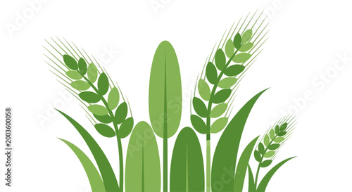 Green wheat stalks and leaves illustration on white background