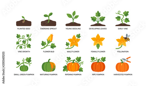 Pumpkin growth and vine stages illustrated on white background