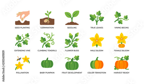 Pumpkin growth icons showing vine to harvest stages on white
