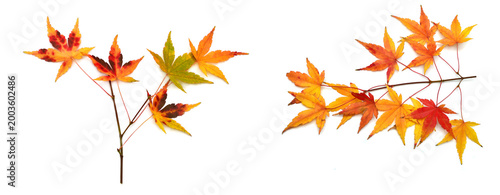 Tableau sur toile Collection autumn Japanese maple leaf and twig isolated on white background