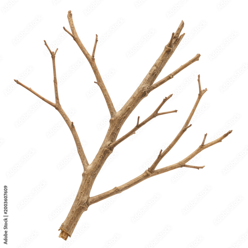 Fototapeta premium Bare tree branch isolated on transparent background