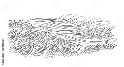 Detailed illustration of a feather texture.