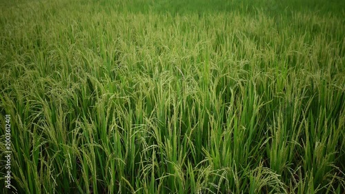 Green Rice Field Ready for Harvest in Rural Countryside