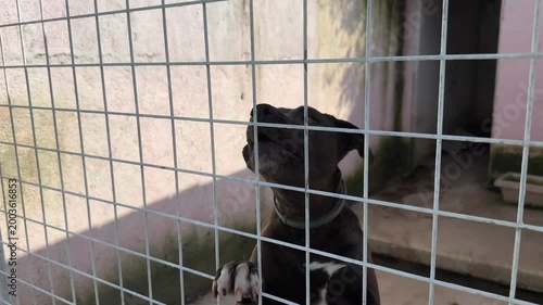 Video of a pitbull dog inside a cage at an animal shelter, getting excited and energetic when noticing the camera.