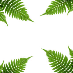 Green fern leaves corner frame isolated on transparent background