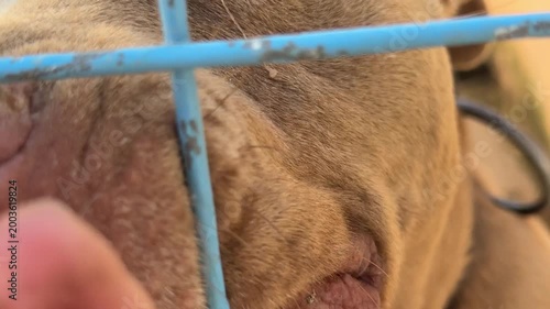 Video of a pitbull dog inside a cage at an animal shelter, getting excited and energetic when noticing the camera.