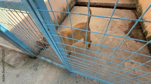 Video of a pitbull dog inside a cage at an animal shelter, getting excited and energetic when noticing the camera.