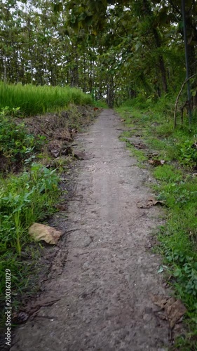 Natural Dirt Path Through Green Forest Landscape