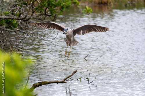 Obraz na plátne Black-crowned night heron landing on a branch with wings outstretched on Assatea