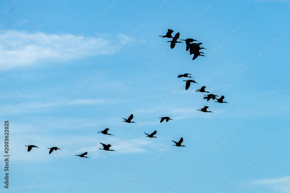 Obraz premium Flock of glossy ibis against a blue sky on Assateague island