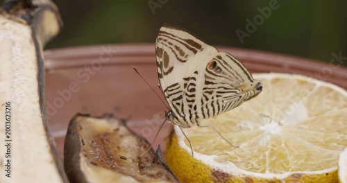 Butterfly Feeding on Fruit in Medellin, Colombia