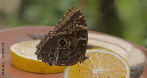 Butterfly Feeding on Citrus in Medellin, Colombia