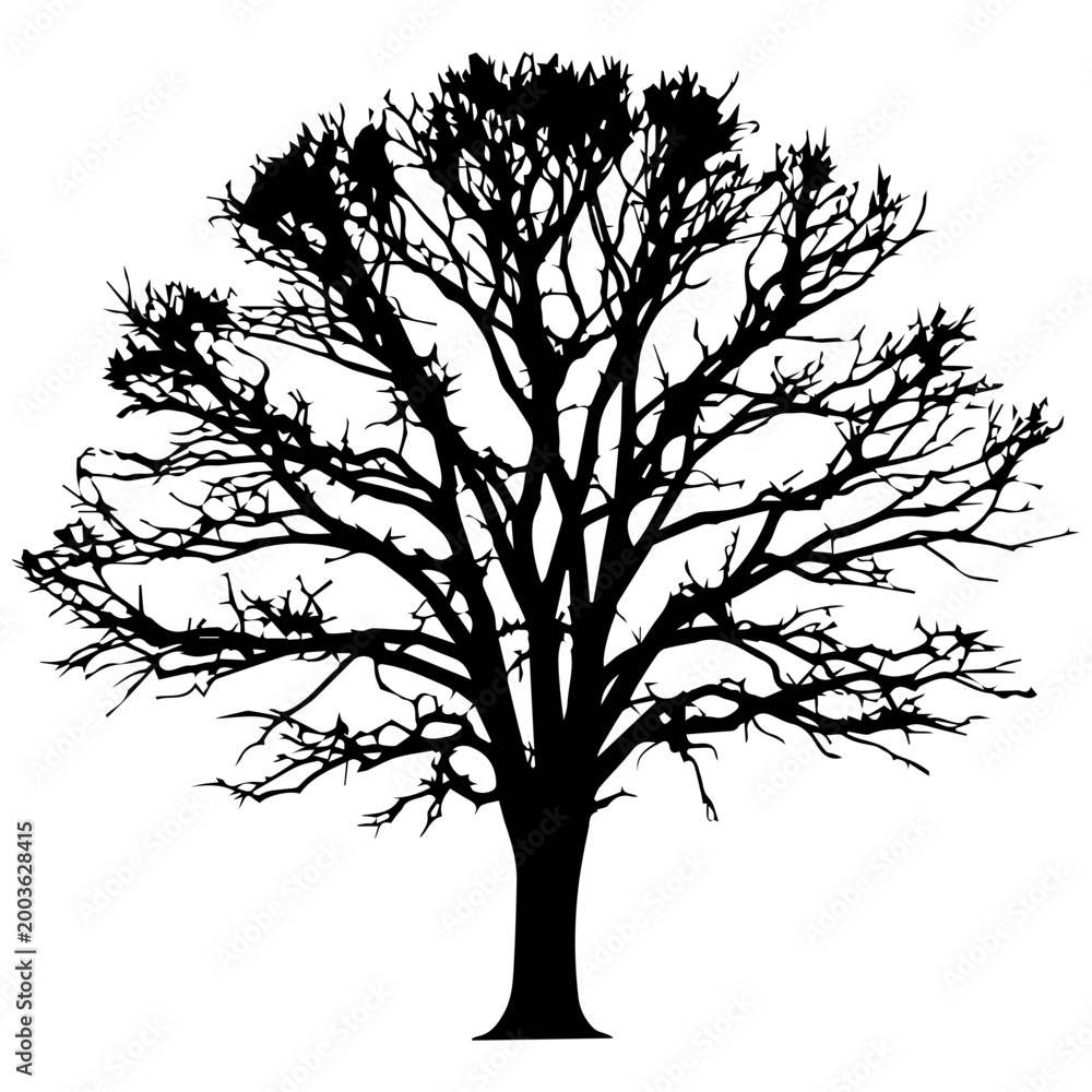Obraz premium Bare Tree Silhouette in Black and White