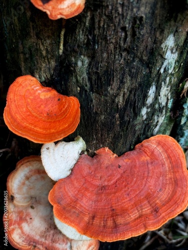 Canvastavla Vibrant Orange Bracket Fungi Growing on Textured Tree Trunk in Indonesian Rainfo
