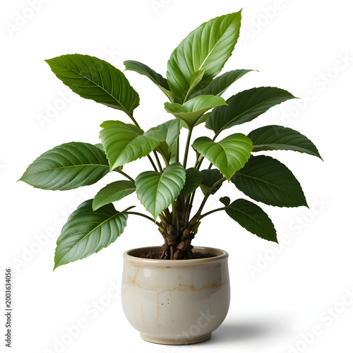 Vibrant green plant with large leaves in a textured cream pot on Icon white potted indoor