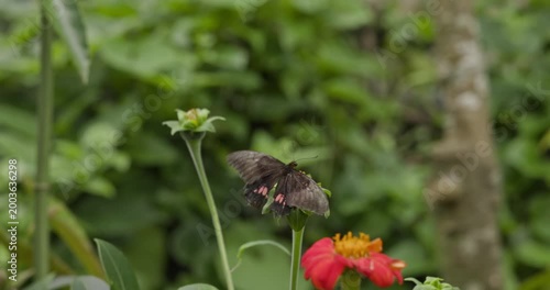 Butterfly Feeding on Flower in Medellin, Colombia