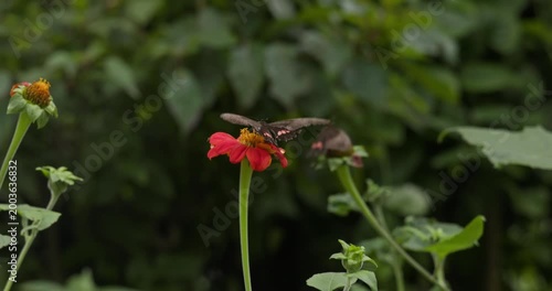 Butterfly Feeding on Red Flower in Medellin, Colombia