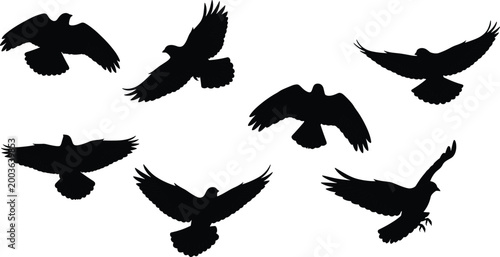 Set of black silhouettes representing birds of prey and pigeons flying in various poses isolated on white background