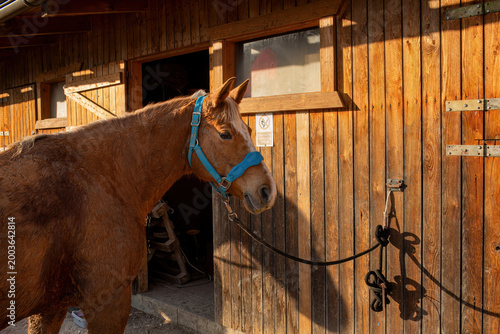 Fotografie Brown horse tied near wooden stable door in sunny farm setting