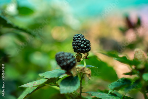 Foto ipe blackberries on a green leafy bush in a sunny outdoor garden