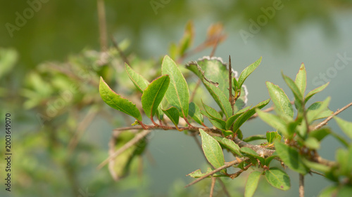 Fresh Green Leaves on Branch, Natural Bokeh Background
